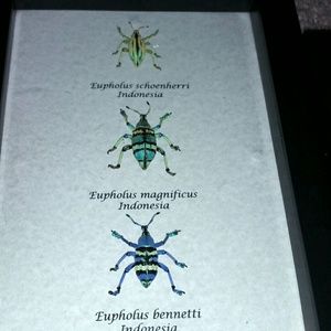 Real exotic three beetle set